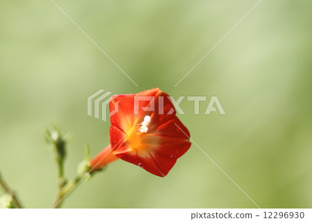 橙紅蔦蘿 橙紅蔦蘿 12296930