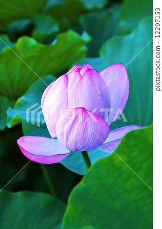 Summer flower · Lotus flower which begins to bloom pale · Green leaves Back 1 wheel vertical position Summer flower · Lotus flower which begins to bloom pale · Green leaves Back 1 wheel vertical position 12297153