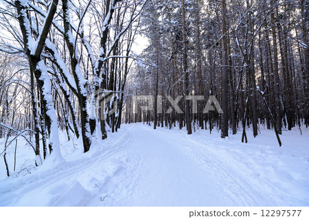 country road in forest at winter country road in forest at winter 12297577