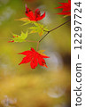 鮮紅的秋葉 12297724