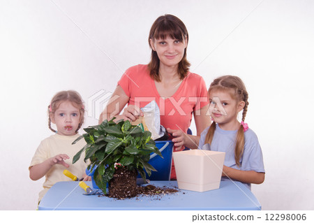 Family room flower transplants 12298006