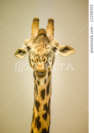 Giraffe portrait Giraffe portrait 12298305