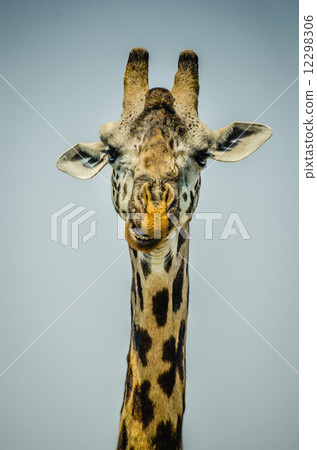 portrait of a giraffe portrait of a giraffe 12298306