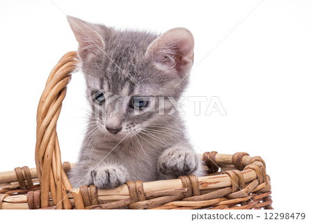 Little funny kitten Little funny kitten 12298479