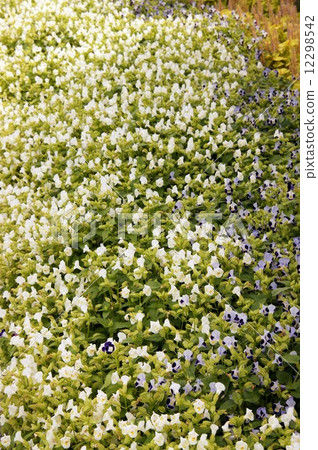 Torenia 12298542