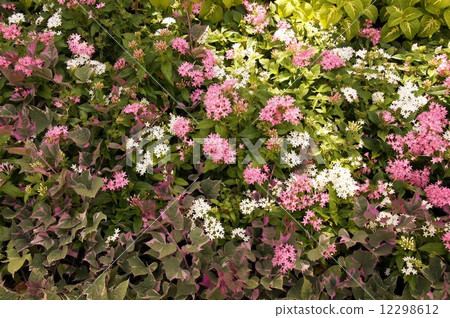 Nagai Botanical Garden · Summer Flower Bed Nagai Botanical Garden · Summer Flower Bed 12298612