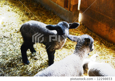 Sheep Sheep 12298653