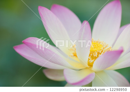 A lotus A lotus 12298950