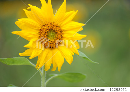 向日葵 向日葵 12298951
