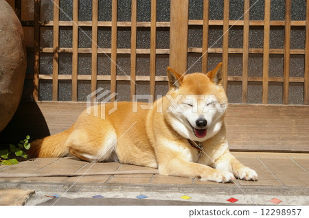 Shiba Inu面朝下躺著 12298957