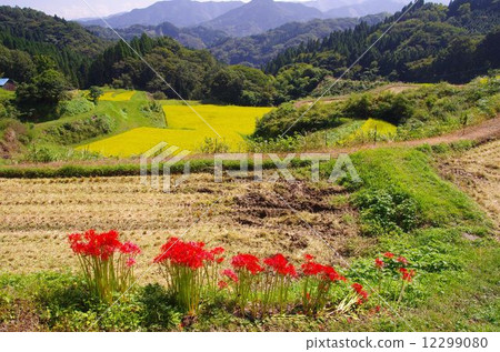 在Minamori鎮Takamori鎮的Yamazato地區,用水稻梯田和群集孤挺花景觀 在Minamori鎮Takamori鎮的Yamazato地區,用水稻梯田和群集孤挺花景觀 12299080
