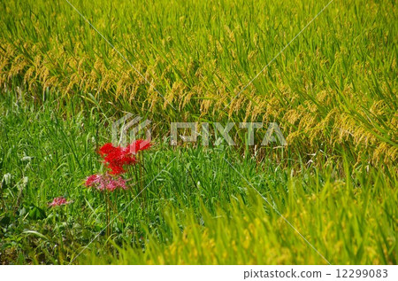 南阿蘇秋高森鎮杉山地區景觀與全米耳朵和簇狀孤挺花 12299083