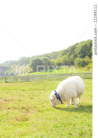 一隻羊 12299111