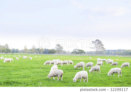 A sheep 12299117