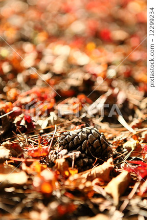 Autumn leaves Autumn leaves 12299234