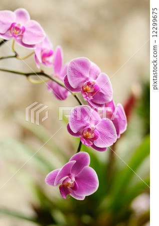 Pink orchid Pink orchid 12299675
