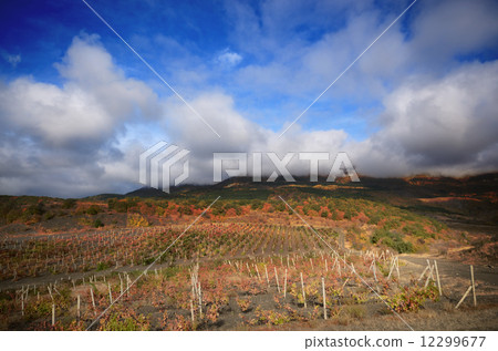 Vineyards Vineyards 12299677