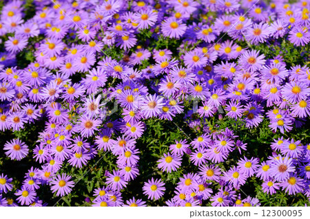 Violet Asters Violet Asters 12300095