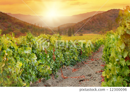 Vineyards Vineyards 12300096