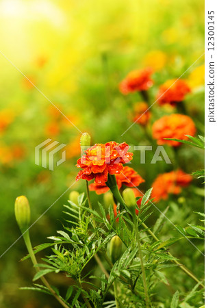 Tagetes Tagetes 12300145