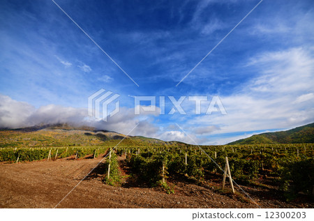 Vineyards Vineyards 12300203