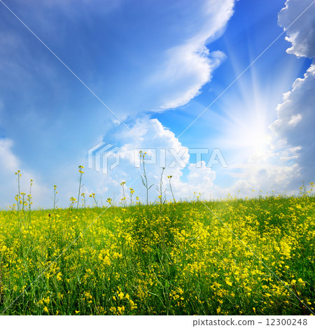 Canola field 12300248