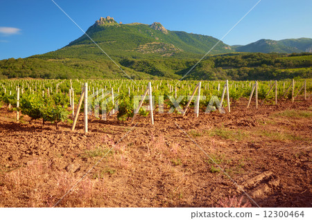 Landscape with green vineyards and mountains at background Landscape with green vineyards and mountains at background 12300464