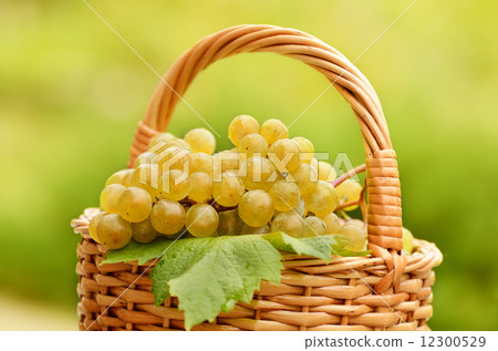 Grape harvesting Grape harvesting 12300529