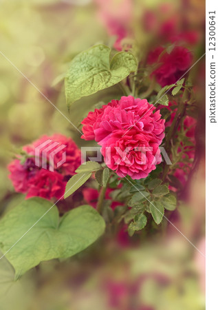 Roses Roses 12300641