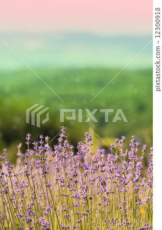 Lavender Lavender 12300918