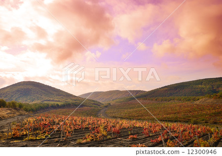 Vineyards Vineyards 12300946