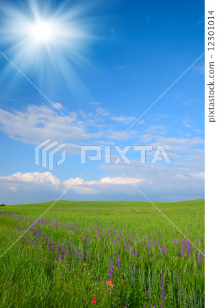 Spring wheat field 12301014