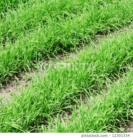Green field Green field 12301334