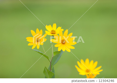 菊芋 菊芋 12304246