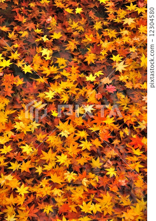 Maple  12304580