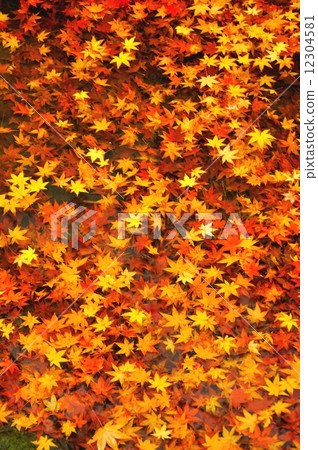 Maple  12304581