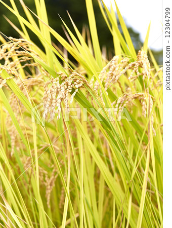 卓有成效的秋天 12304799