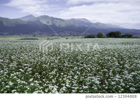 Buckwheat field Buckwheat field 12304808