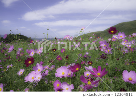 Cosmos flower field Cosmos flower field 12304811