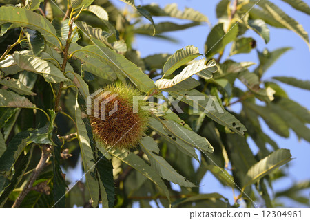 Chestnut  12304961