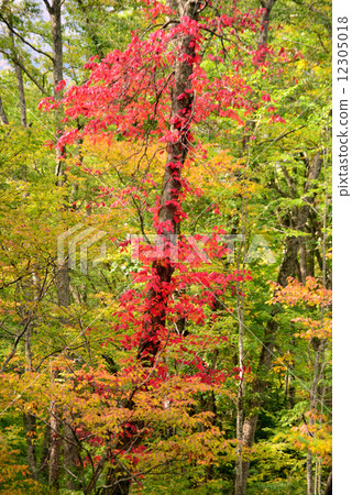 秋天有色漆 12305018