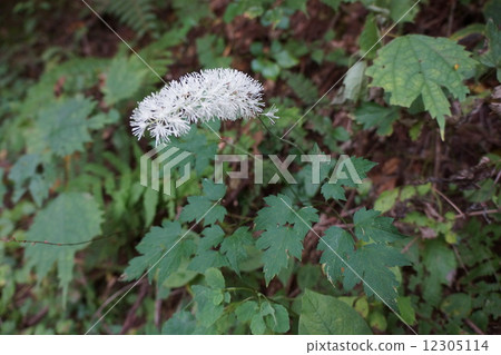 Sarashina Shuma 12305114