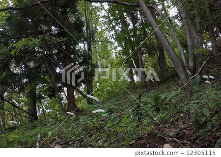 一群Sarashina Shuma 12305115