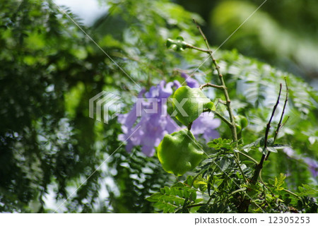 Flowers and fruits of Atami Jacaranda Flowers and fruits of Atami Jacaranda 12305253