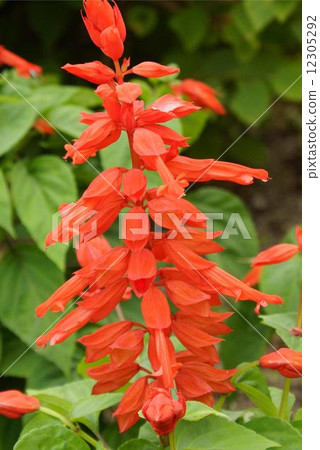 Salvia 12305292