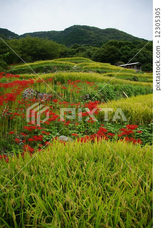 Nishi Izu石頭的水稻梯田和Higanbana Nishi Izu石頭的水稻梯田和Higanbana 12305305