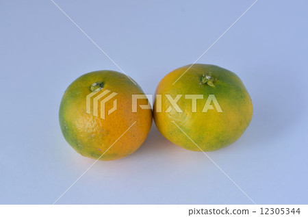 早熟橙子 12305344