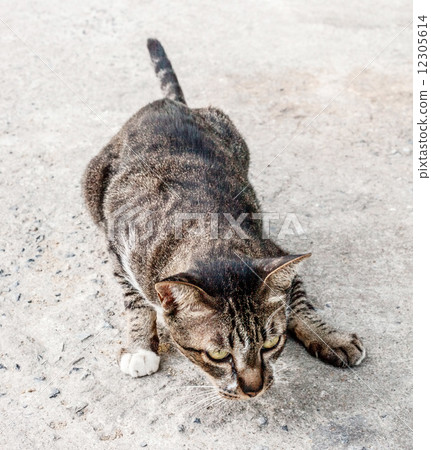 focus  stray cat outdoors watching for move on food 12305614