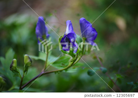 Torikabuto花 Torikabuto花 12305697