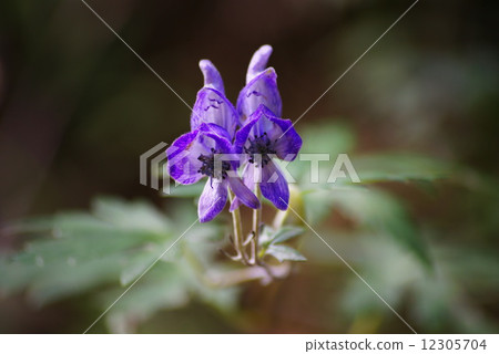 Torikabuto flowers 12305704